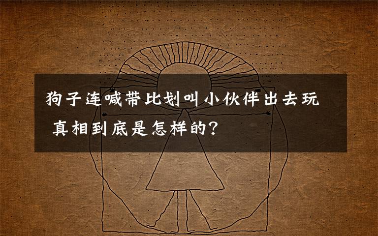 狗子连喊带比划叫小伙伴出去玩 真相到底是怎样的?