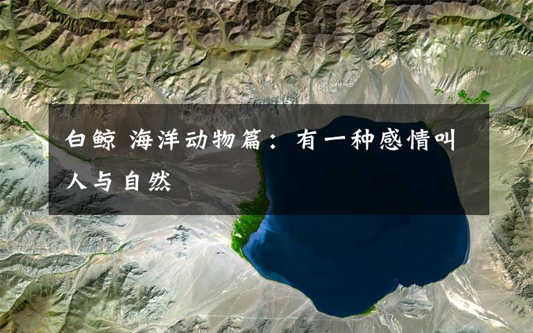 白鲸 海洋动物篇:有一种感情叫人与自然