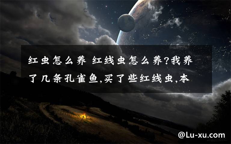 红虫怎么养 红线虫怎么养?我养了几条孔雀鱼,买了些红线虫,本来想养着他们慢慢给鱼吃的,可是过了两天就都死了,发白了,要怎么养呢?