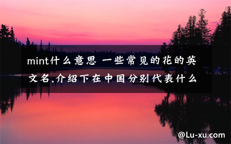 mint什么意思 一些常见的花的英文名,介绍下在中国分别代表什么含义,