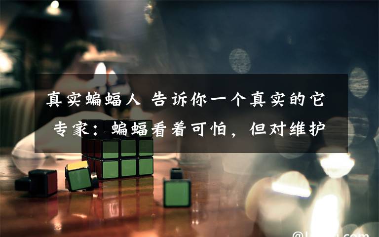 真实蝙蝠人 告诉你一个真实的它 专家:蝙蝠看着可怕,但对维护生态平衡功不可没