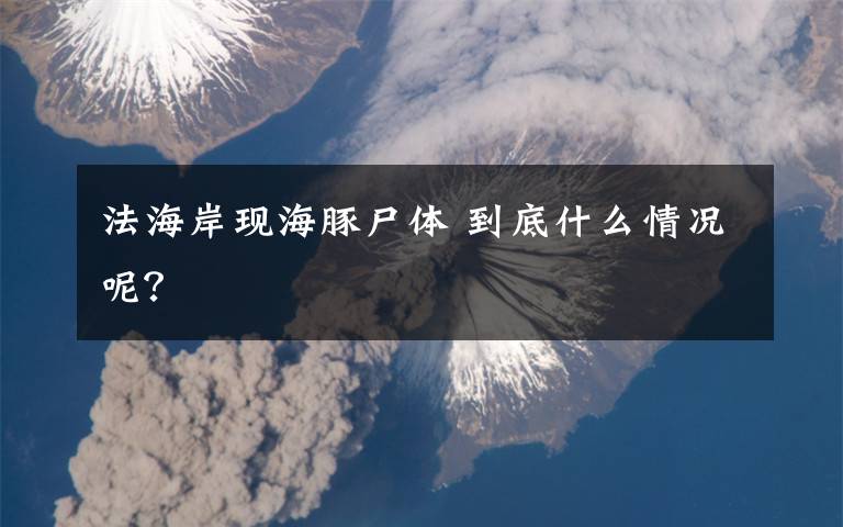 法海岸现海豚尸体 到底什么情况呢?