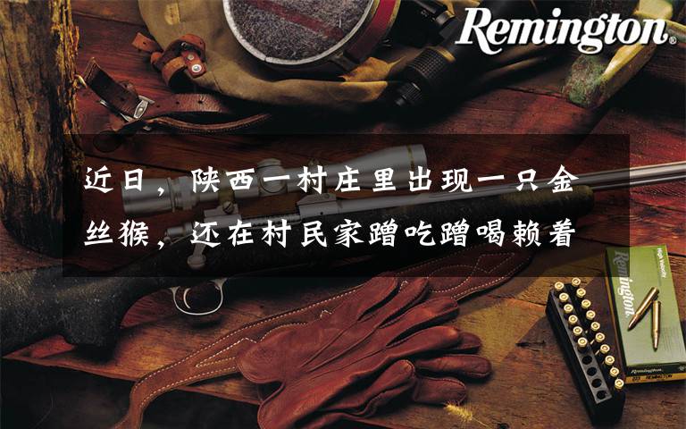 近日,陕西一村庄里出现一只金丝猴,还在村民家蹭吃蹭喝赖着不走,网友纷纷评论:“大圣”好悠闲