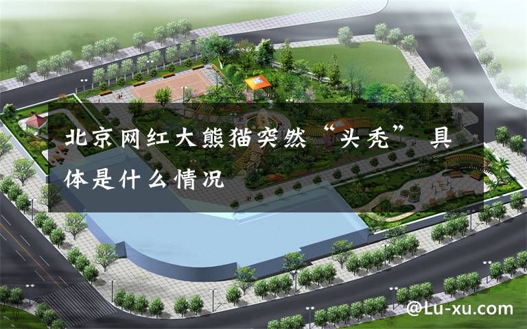 北京网红大熊猫突然“头秃” 具体是什么情况