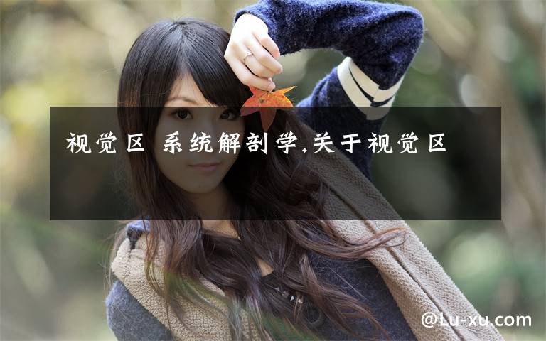 视觉区 系统解剖学.关于视觉区