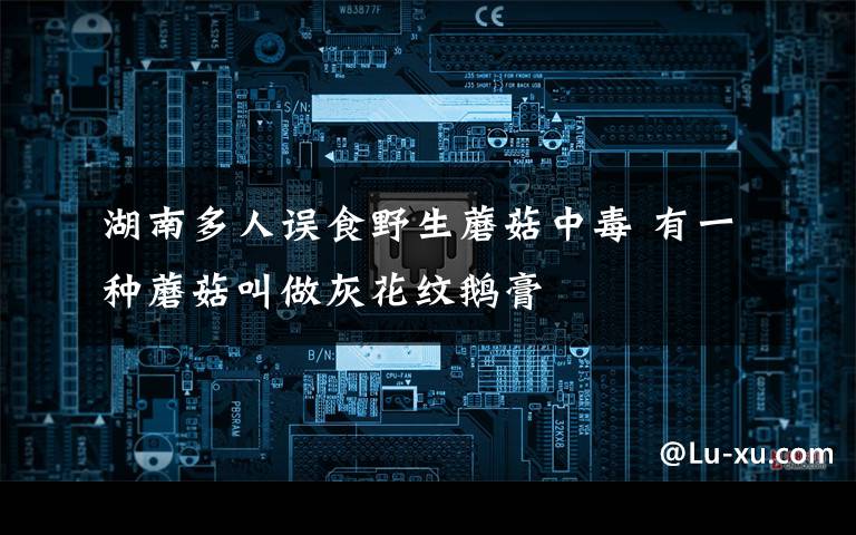 湖南多人误食野生蘑菇中毒 有一种蘑菇叫做灰花纹鹅膏