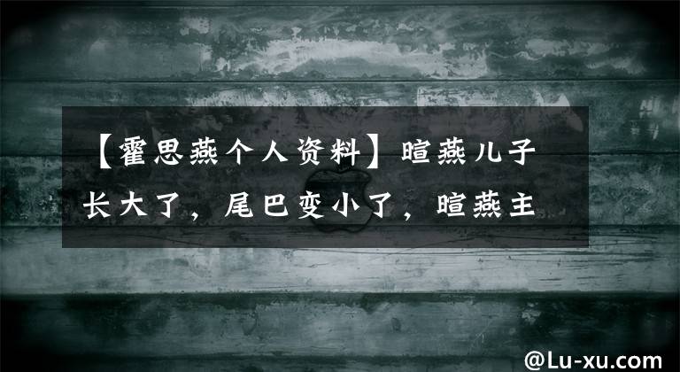 【霍思燕个人资料】暄燕儿子长大了，尾巴变小了，暄燕主演电视剧《暄燕简介》