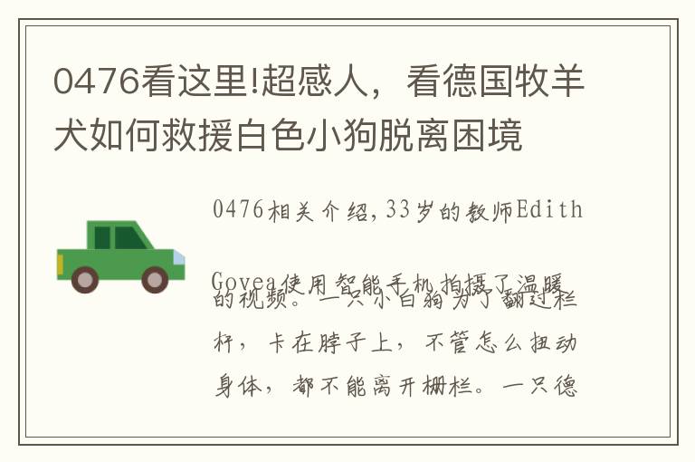 0476看这里!超感人,看德国牧羊犬如何救援白色小狗脱离困境
