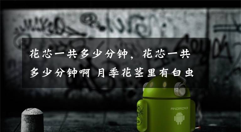 花芯一共多少分钟,花芯一共多少分钟啊 月季花茎里有白虫