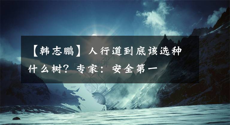 【韩志鹏】人行道到底该选种什么树?专家:安全第一