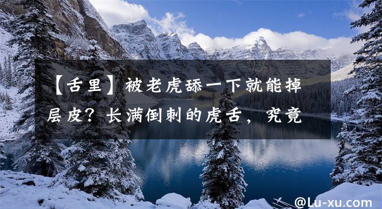 【舌里】被老虎舔一下就能掉层皮？长满倒刺的虎舌，究竟有多厉害？