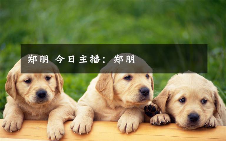 郑朋 今日主播:郑朋