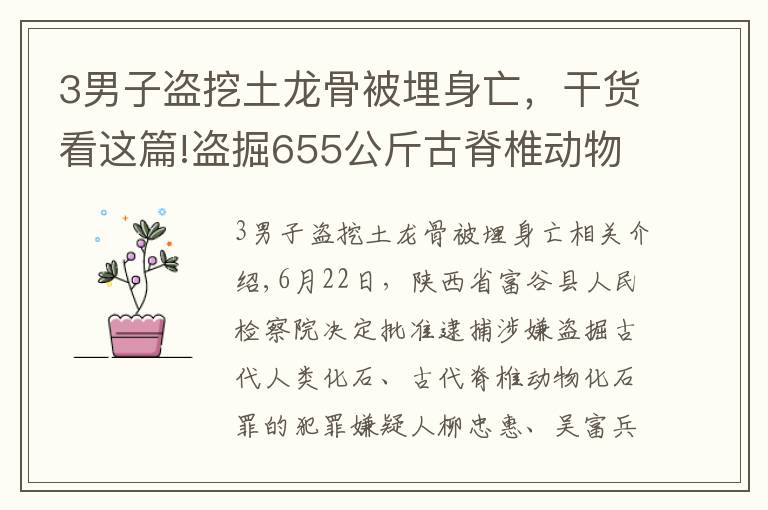 3男子盗挖土龙骨被埋身亡，干货看这篇!盗掘655公斤古脊椎动物化石，府谷县检察院对刘忠惠、吴富兵、张利平批准逮捕