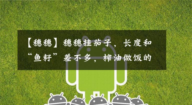 【穗穗】穗穗挂茄子,长度和“鱼籽”差不多,榨油做饭的味道很好,营养成分很高!