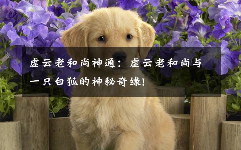 虚云老和尚神通：虚云老和尚与一只白狐的神秘奇缘!