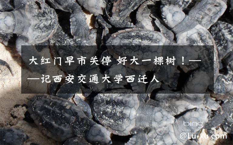 大红门早市关停 好大一棵树!——记西安交通大学西迁人