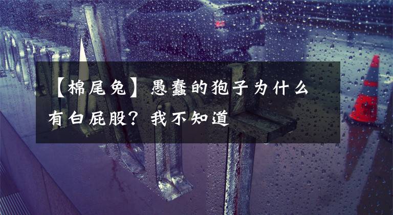 【棉尾兔】愚蠢的狍子为什么有白屁股？我不知道