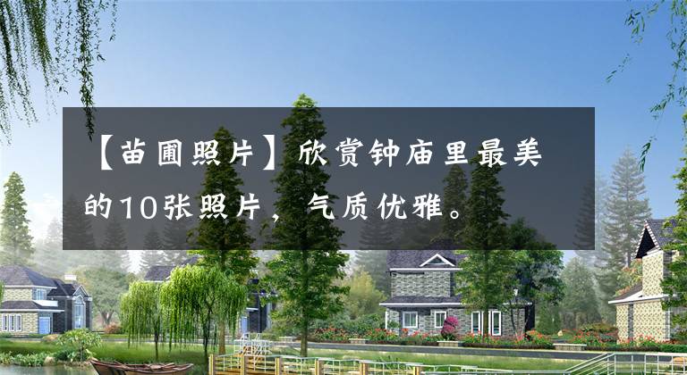 【苗圃照片】欣赏钟庙里最美的10张照片,气质优雅。