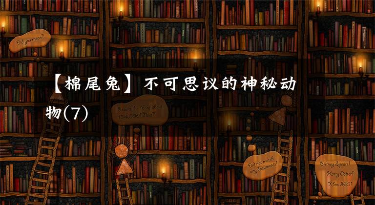 【棉尾兔】不可思议的神秘动物(7)