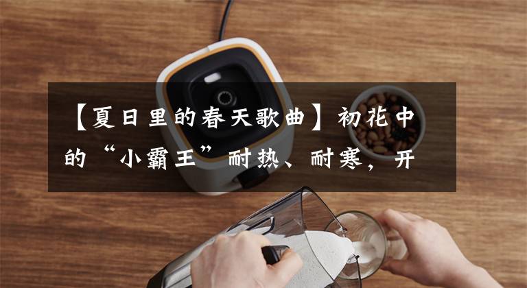【夏日里的春天歌曲】初花中的“小霸王”耐热、耐寒,开花后可以开半年。