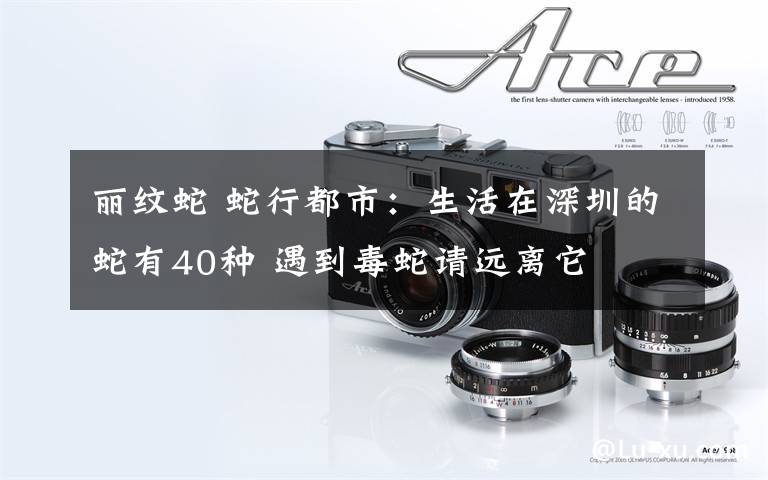 丽纹蛇 蛇行都市:生活在深圳的蛇有40种 遇到毒蛇请远离它