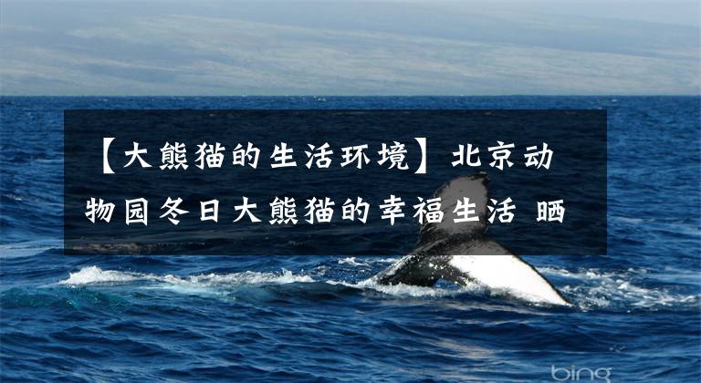 【大熊猫的生活环境】北京动物园冬日大熊猫的幸福生活 晒太阳睡大觉
