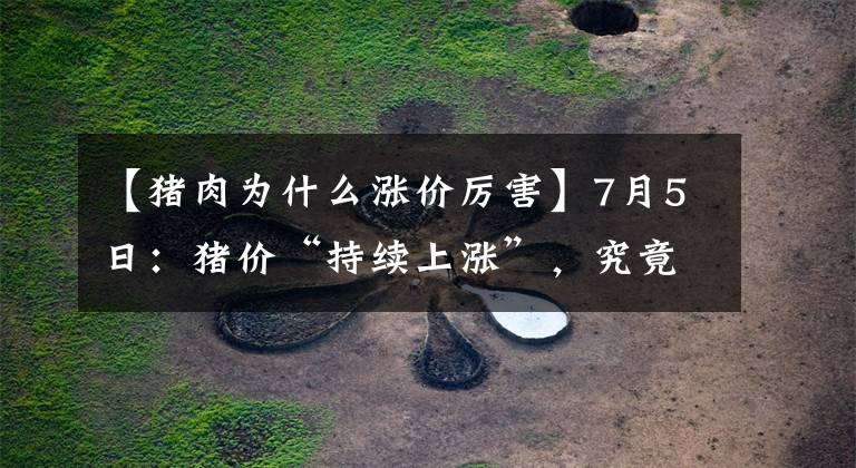 【猪肉为什么涨价厉害】7月5日：猪价“持续上涨”，究竟什么原因？答案来了