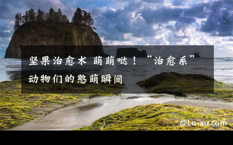 坚果治愈术 萌萌哒!“治愈系”动物们的憨萌瞬间