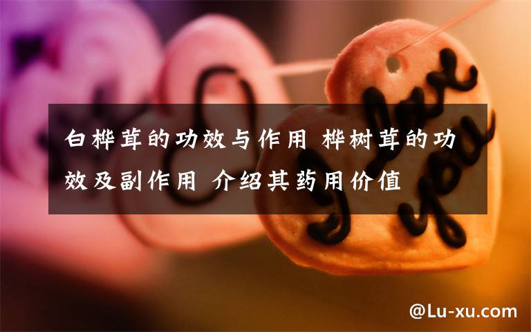 白桦茸的功效与作用 桦树茸的功效及副作用 介绍其药用价值