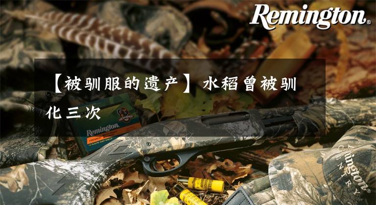 【被驯服的遗产】水稻曾被驯化三次