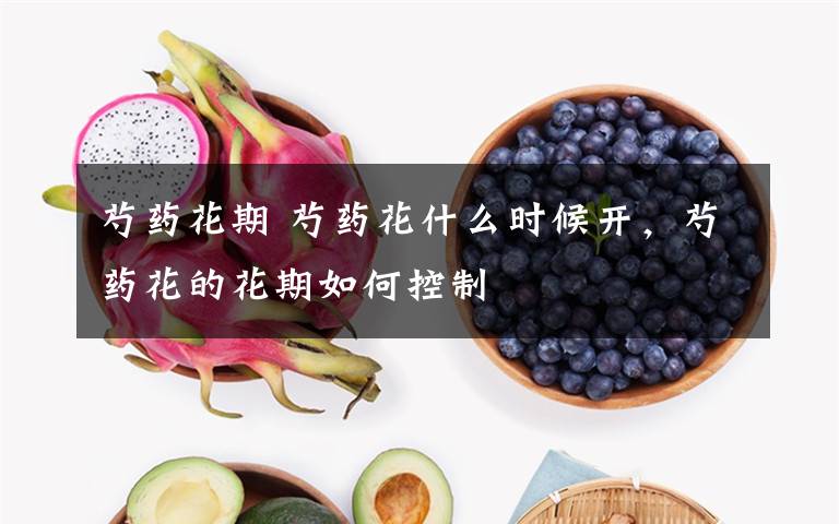 芍药花期 芍药花什么时候开，芍药花的花期如何控制