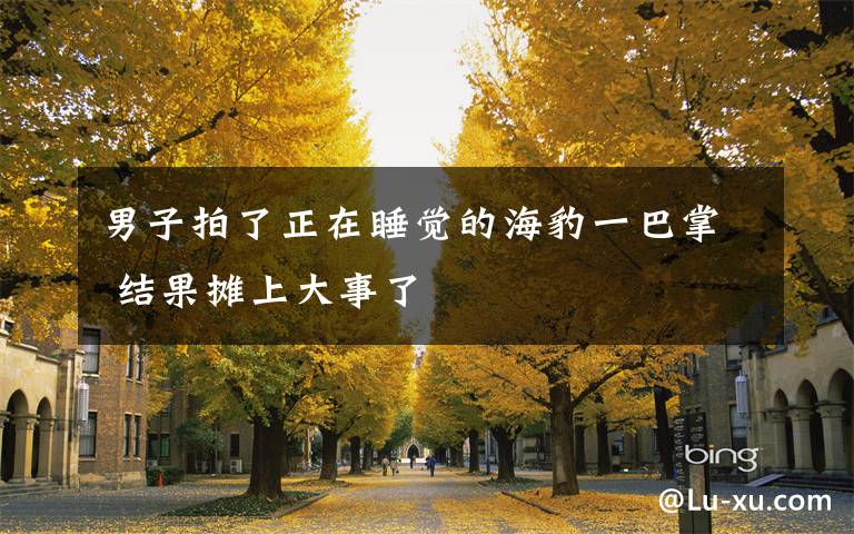 男子拍了正在睡觉的海豹一巴掌 结果摊上大事了