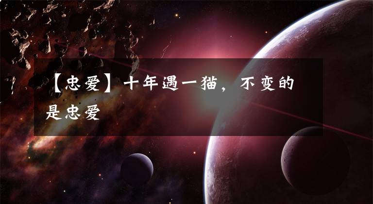 【忠爱】十年遇一猫，不变的是忠爱