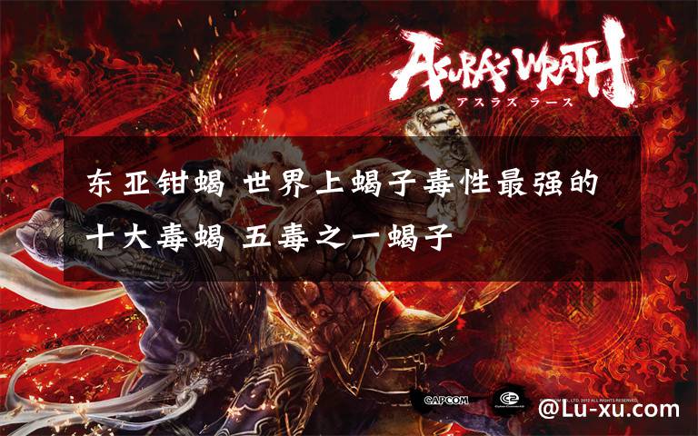 东亚钳蝎 世界上蝎子毒性最强的十大毒蝎 五毒之一蝎子