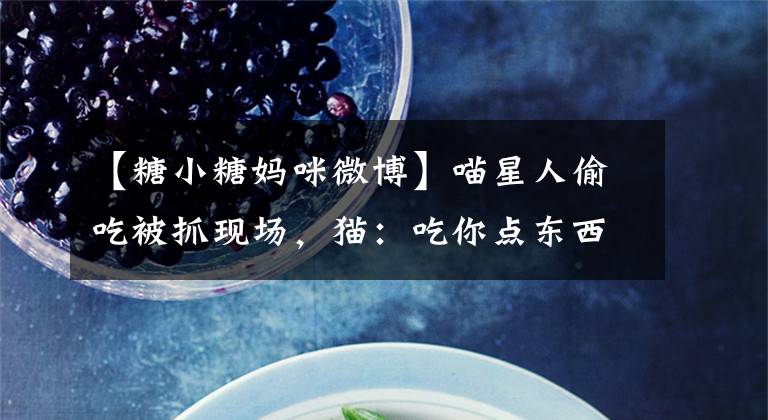 【糖小糖妈咪微博】喵星人偷吃被抓现场，猫：吃你点东西咋了？