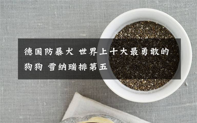 德国防暴犬 世界上十大最勇敢的狗狗 雪纳瑞排第五