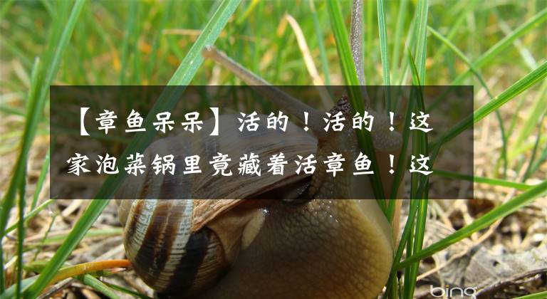 【章鱼呆呆】活的！活的！这家泡菜锅里竟藏着活章鱼！这下不出远门也能尝到海的味道