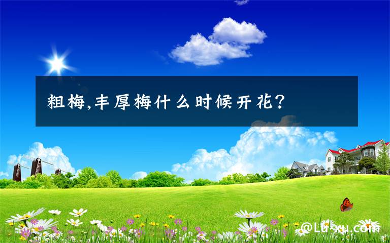 粗梅,丰厚梅什么时候开花?