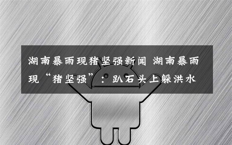 湖南暴雨现猪坚强新闻 湖南暴雨现“猪坚强”:趴石头上躲洪水