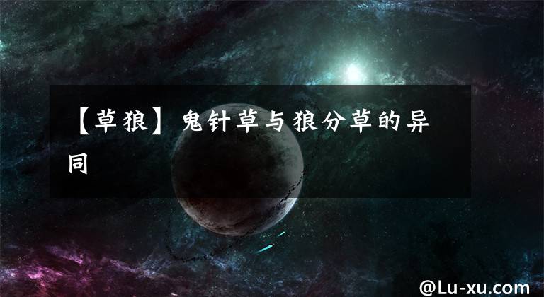 【草狼】鬼针草与狼分草的异同