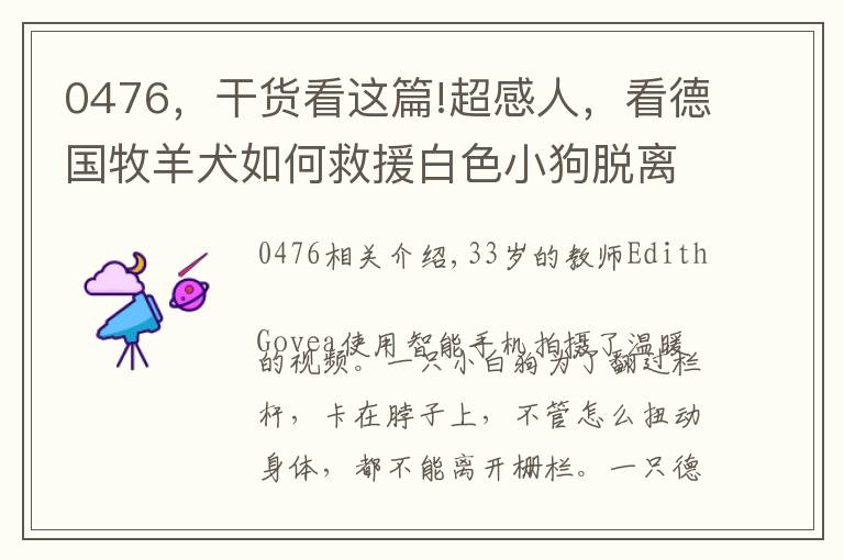 0476,干货看这篇!超感人,看德国牧羊犬如何救援白色小狗脱离困境