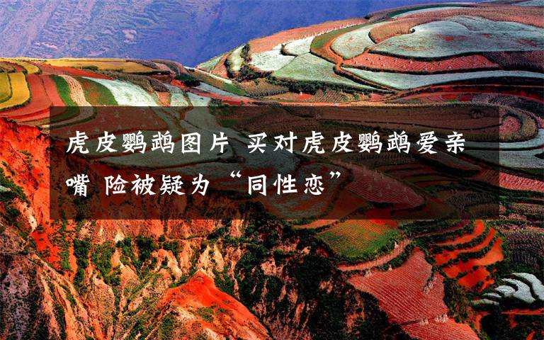 虎皮鹦鹉图片 买对虎皮鹦鹉爱亲嘴 险被疑为“同性恋”