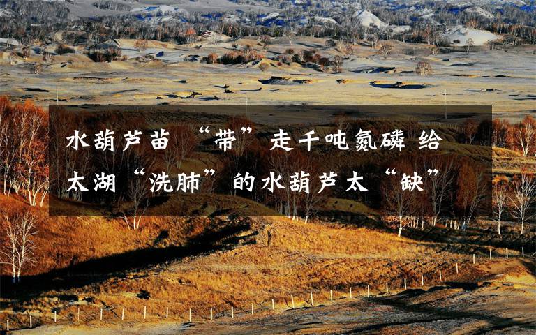 水葫芦苗 “带”走千吨氮磷 给太湖“洗肺”的水葫芦太“缺”了