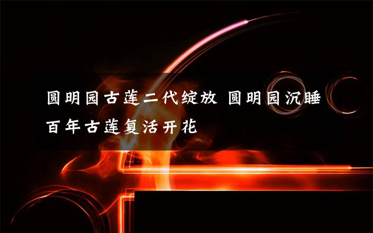 圆明园古莲二代绽放 圆明园沉睡百年古莲复活开花