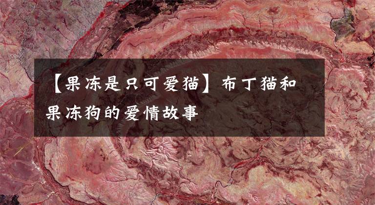 【果冻是只可爱猫】布丁猫和果冻狗的爱情故事