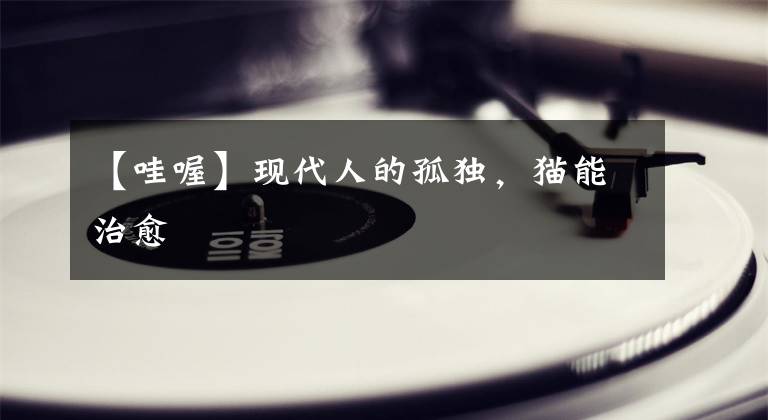 【哇喔】现代人的孤独,猫能治愈