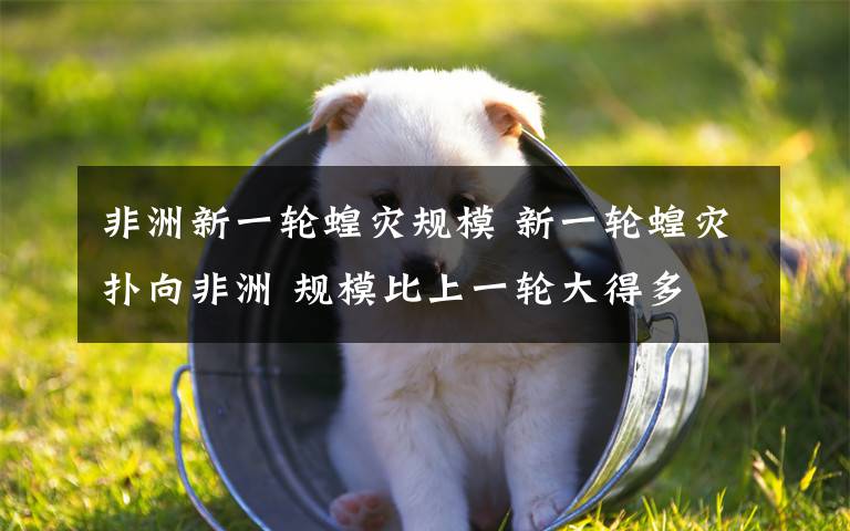 非洲新一轮蝗灾规模 新一轮蝗灾扑向非洲 规模比上一轮大得多