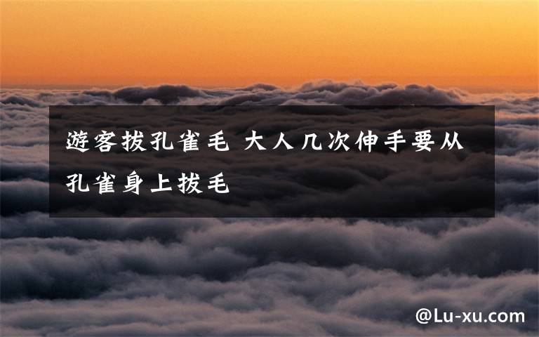 游客拔孔雀毛 大人几次伸手要从孔雀身上拔毛