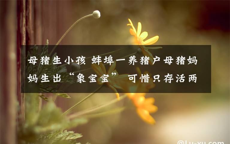 母猪生小孩 蚌埠一养猪户母猪妈妈生出“象宝宝” 可惜只存活两小时