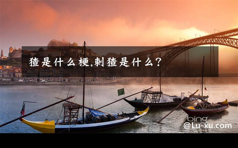 猹是什么梗,刺猹是什么?